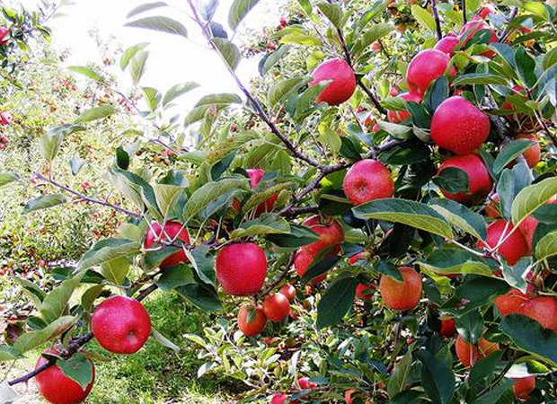 himachal-apples