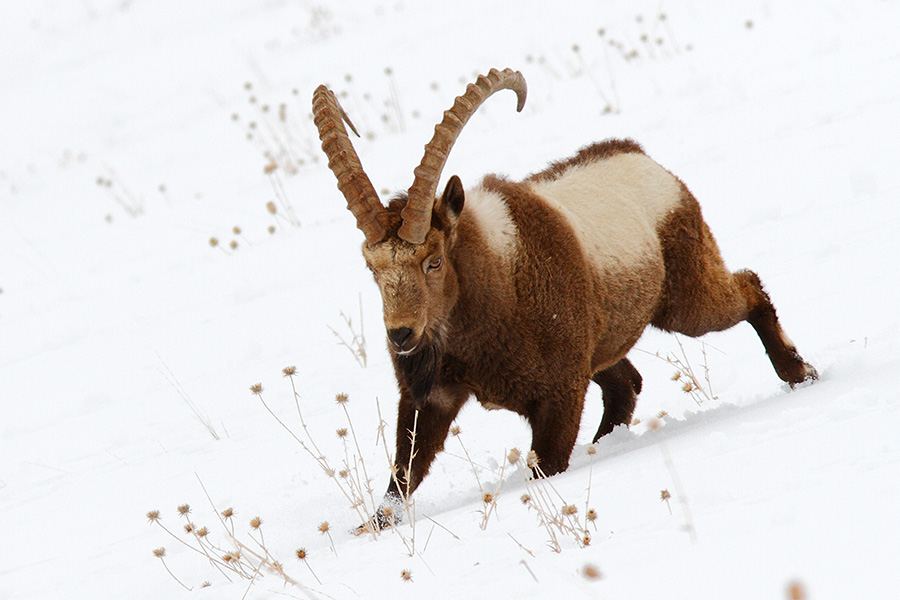 Ibex animal himachal