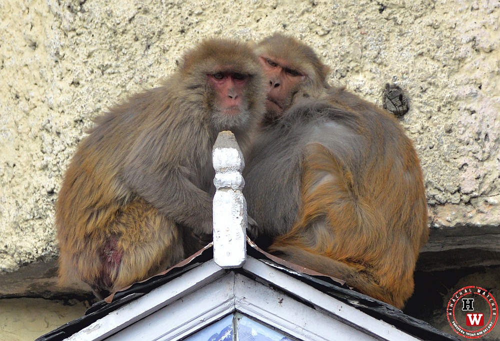 monkey culling in Himachal
