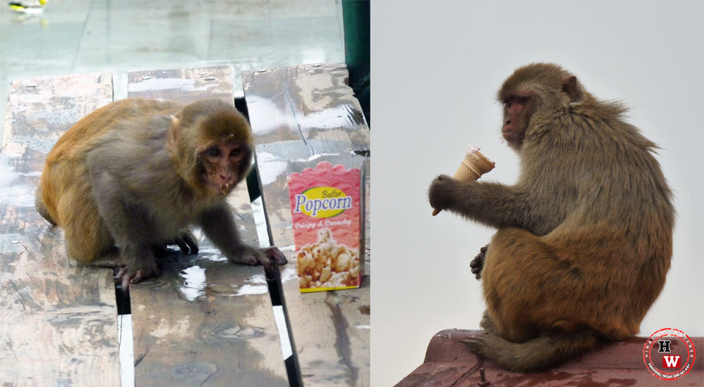 shimla-monkeys