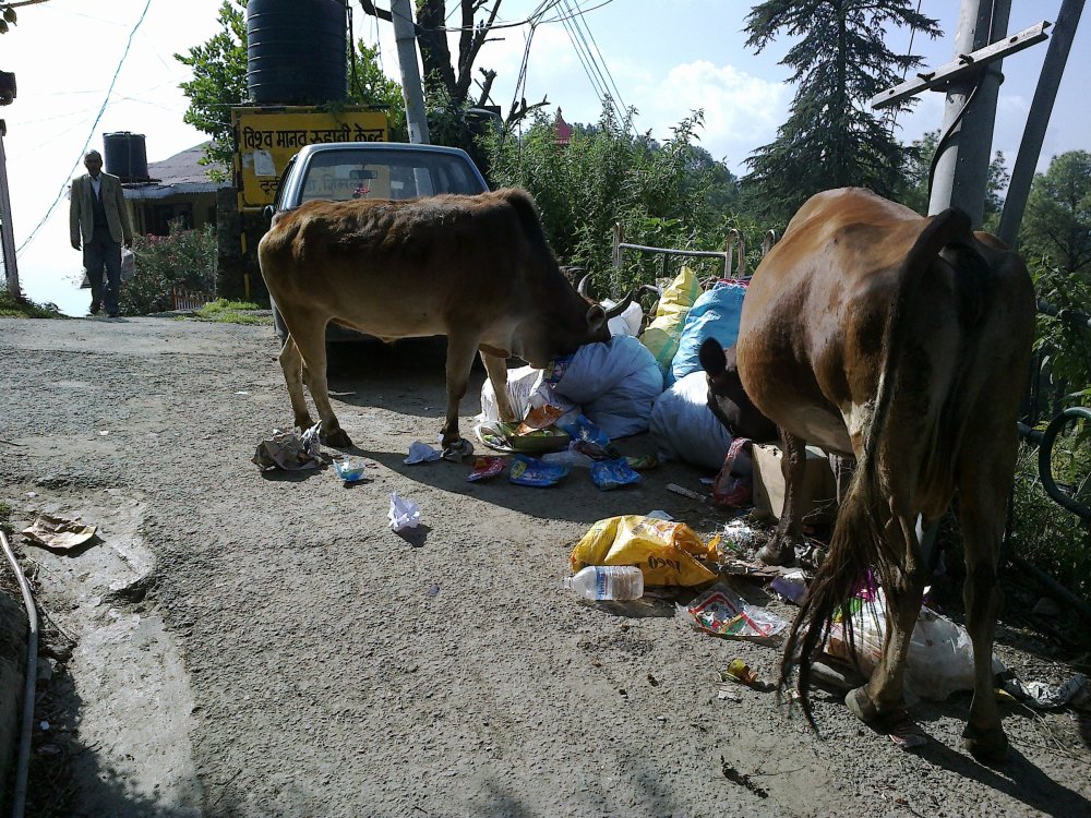 Stray Cows in Himachal