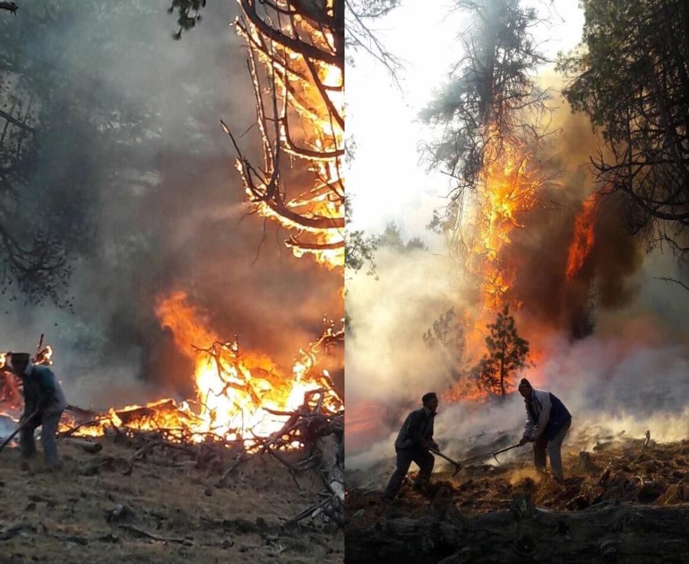 kinnaur-forest-fire