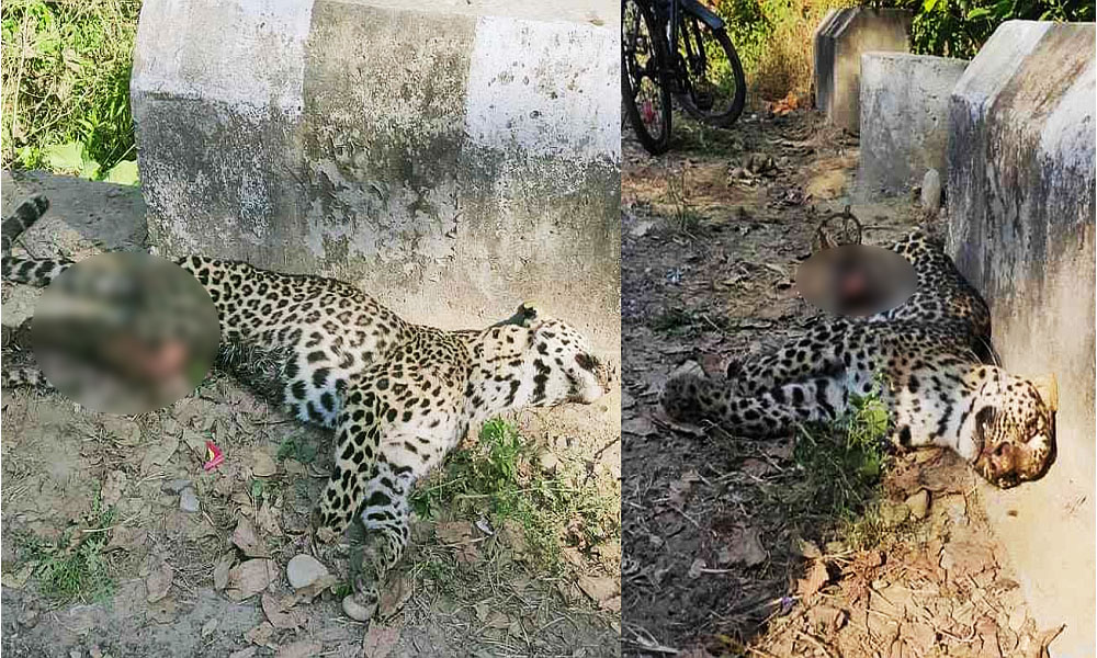 leopard killed in amb una