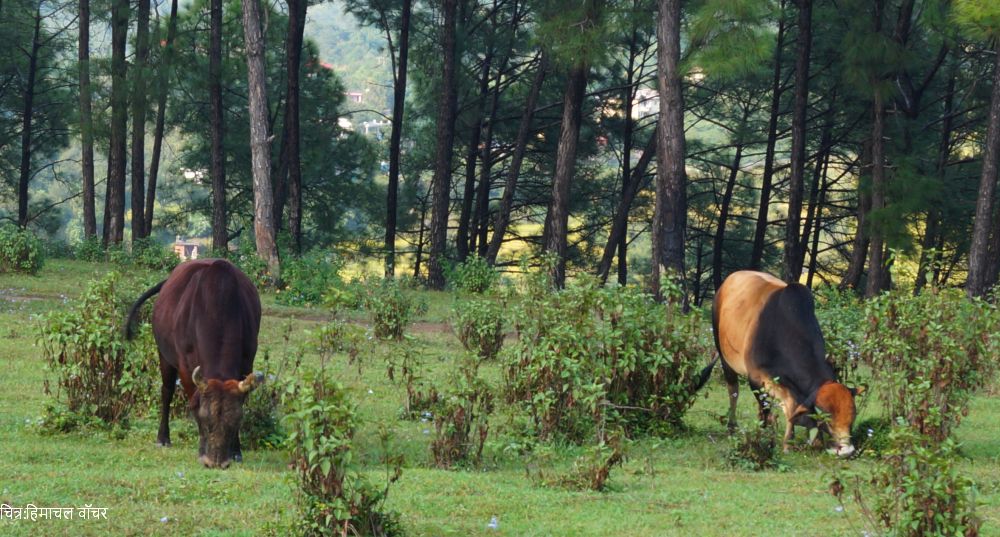 stray cattle in himachal pradesh