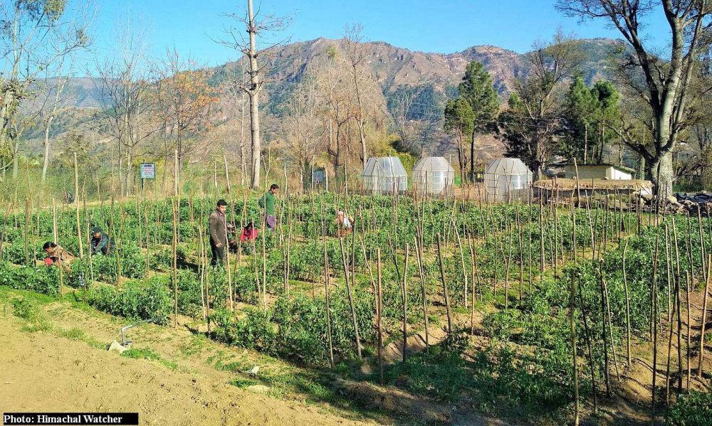natural farming in himachal