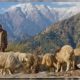himachali sheep herder